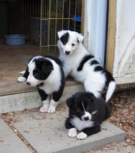 Before You Buy a Livestock Guardian Dog or Puppy Image